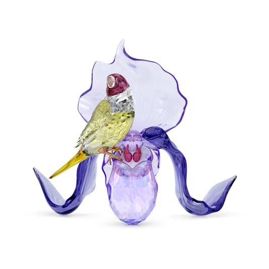 Idyllia Gouldian Finch and Orchid
