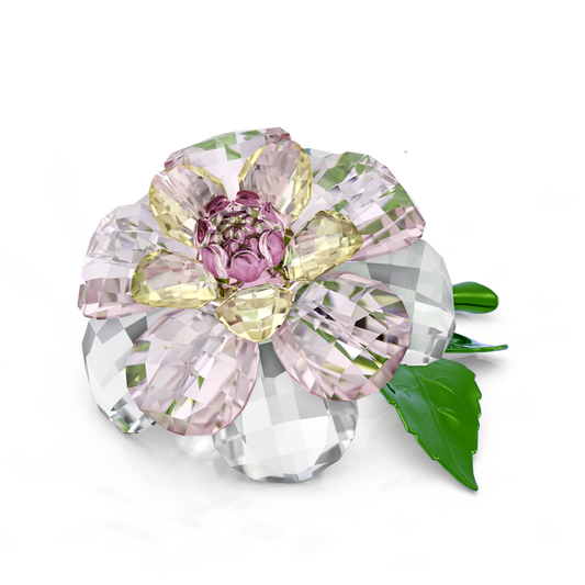 Florere Camellia