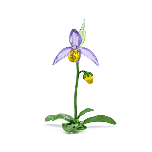 Florere Lady Slipper Orchid