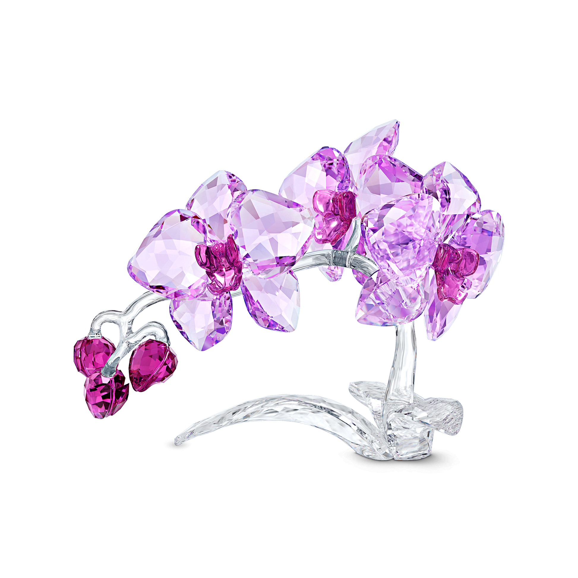 Crystal Flowers Orchid