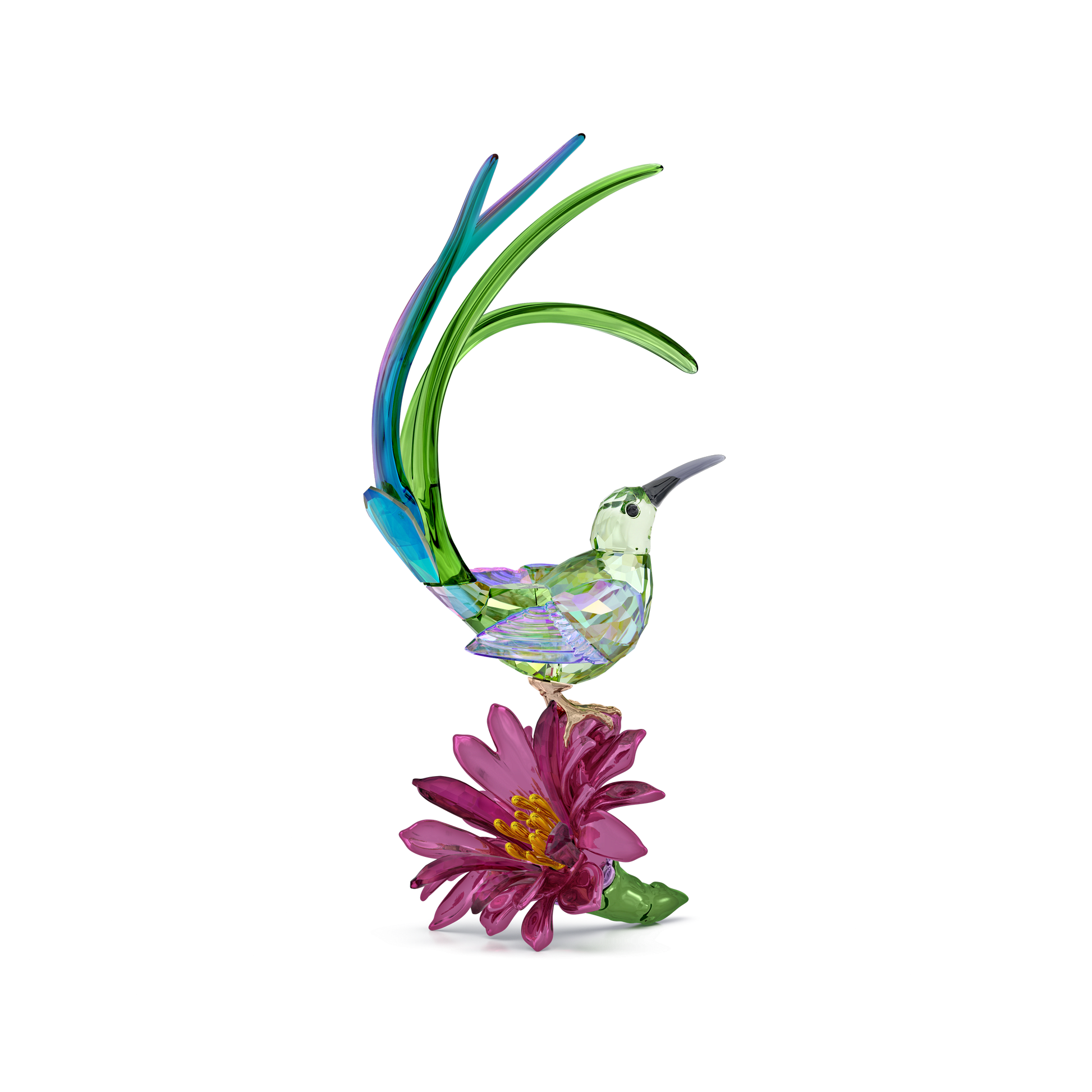 Idyllia Sugarbird and Cactus Flower