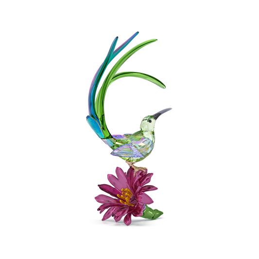 Idyllia Sugarbird and Cactus Flower