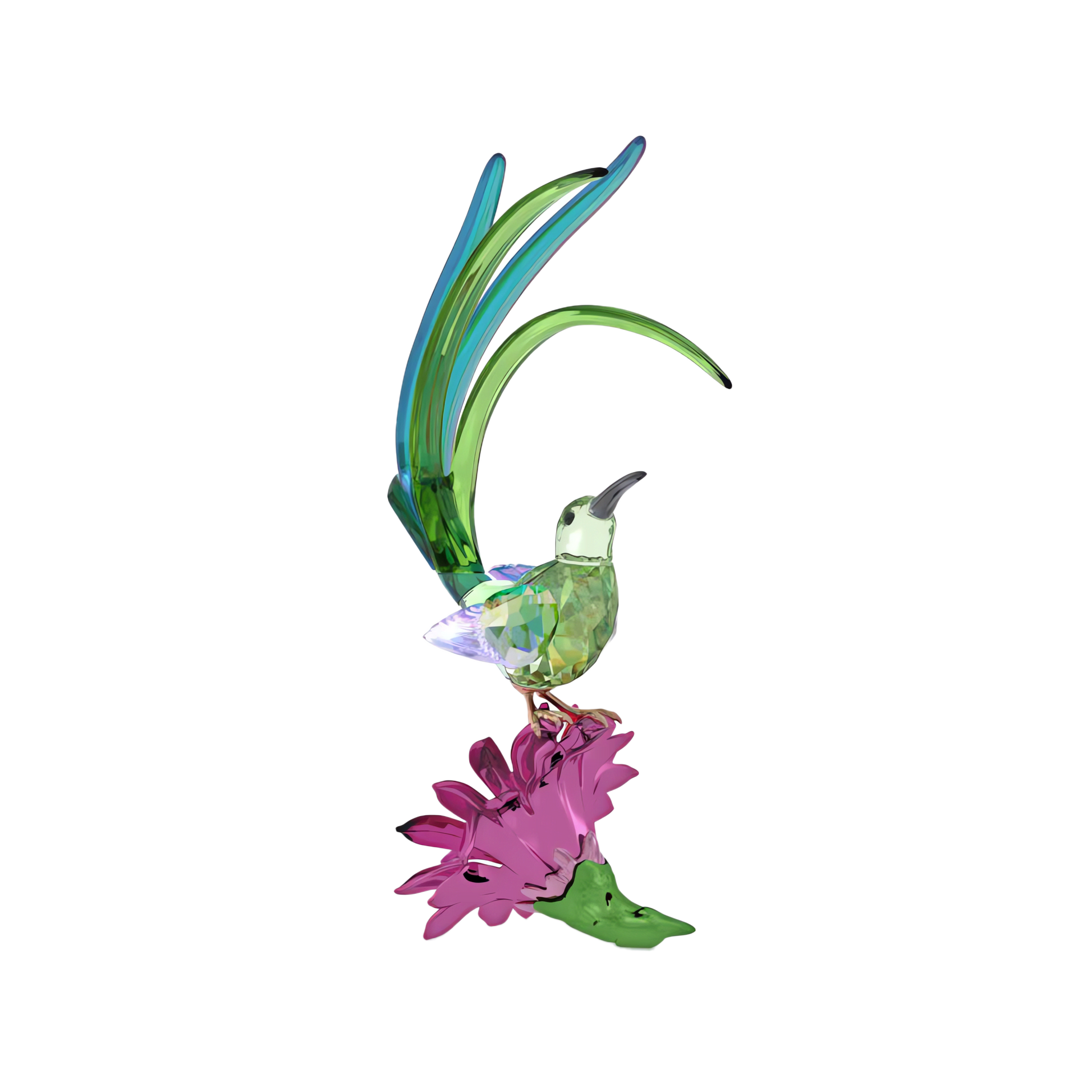 Idyllia Sugarbird and Cactus Flower