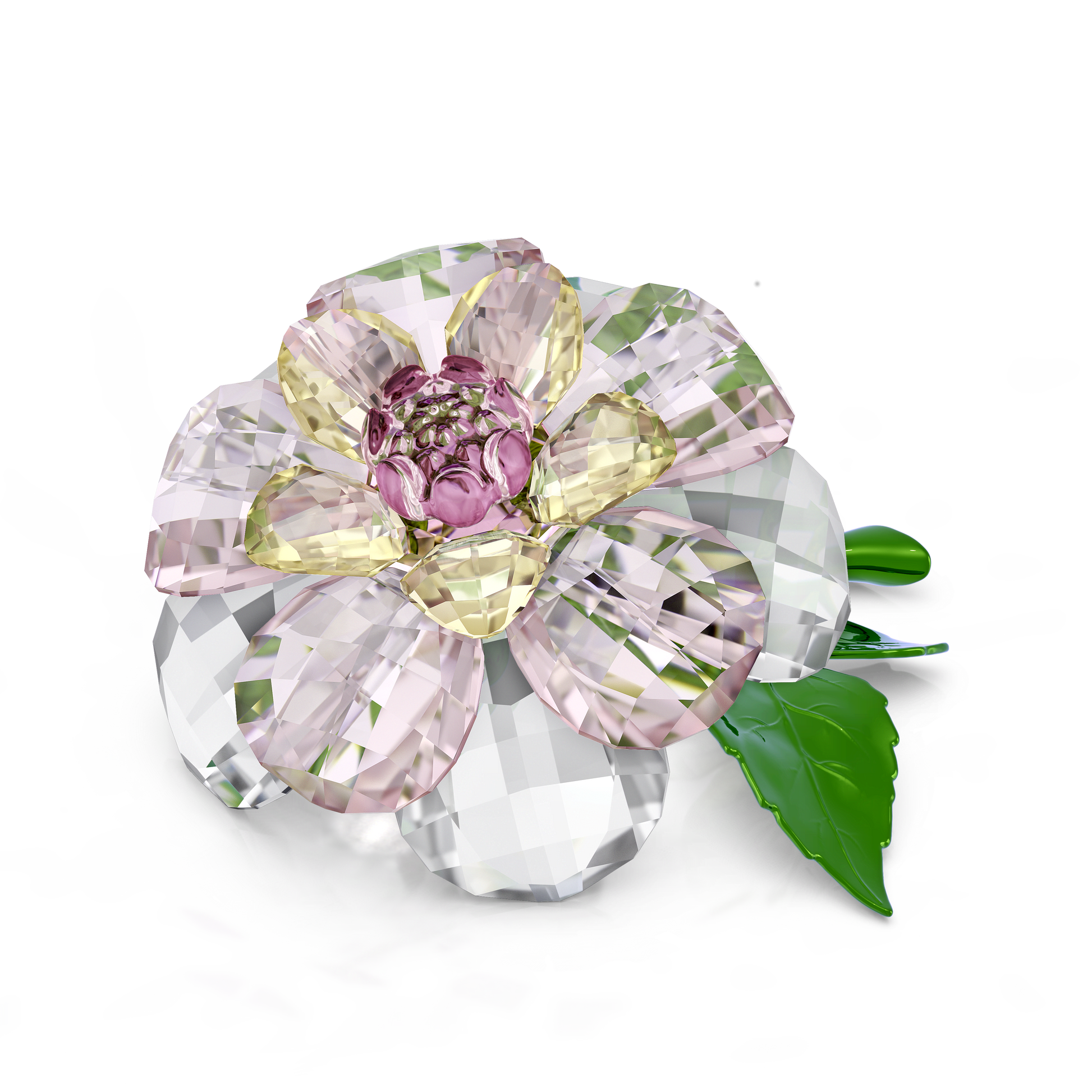 Florere Camellia