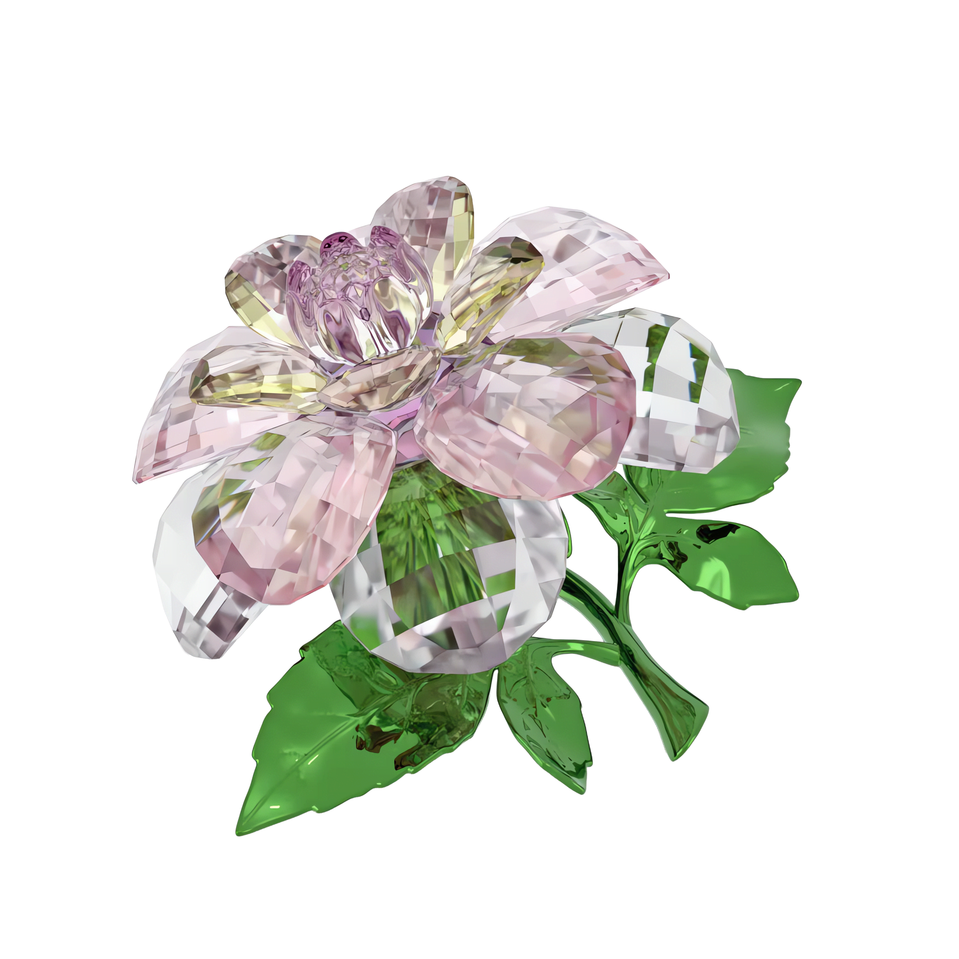 Florere Camellia