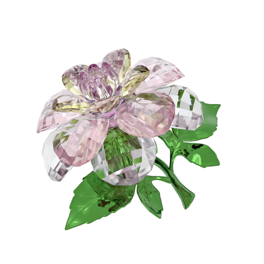 Florere Camellia