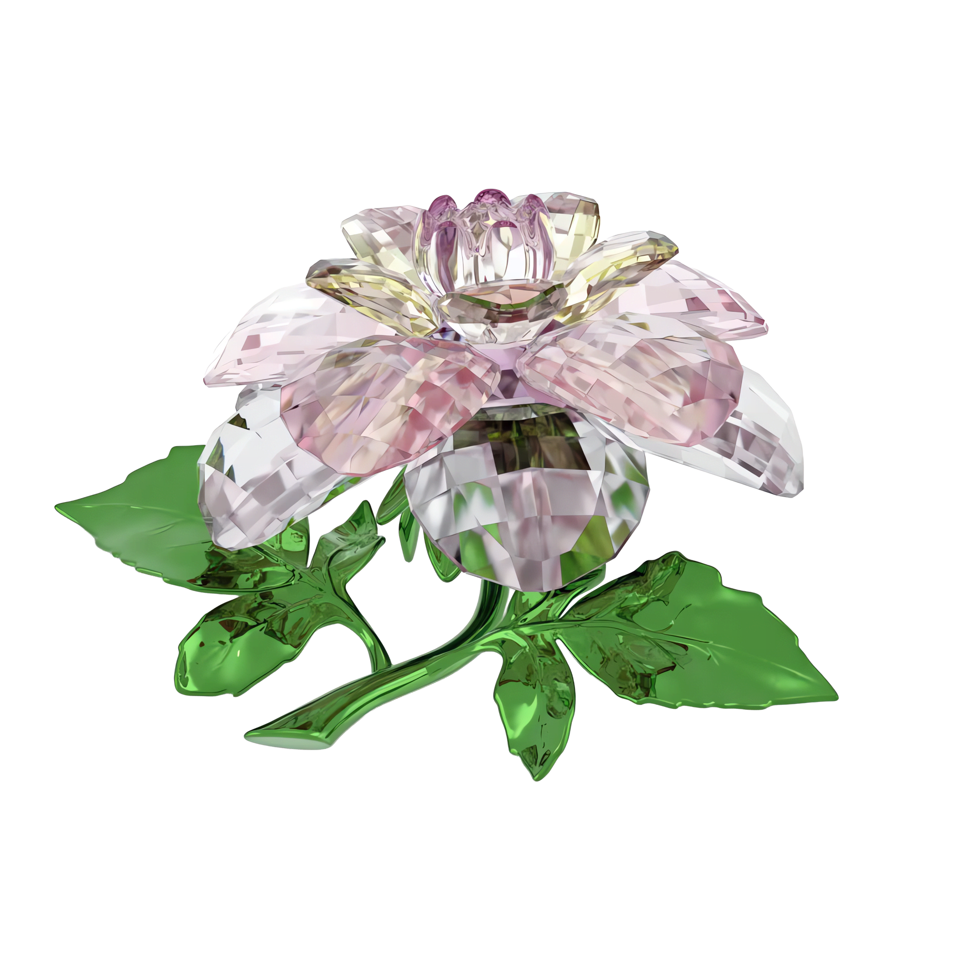 Florere Camellia