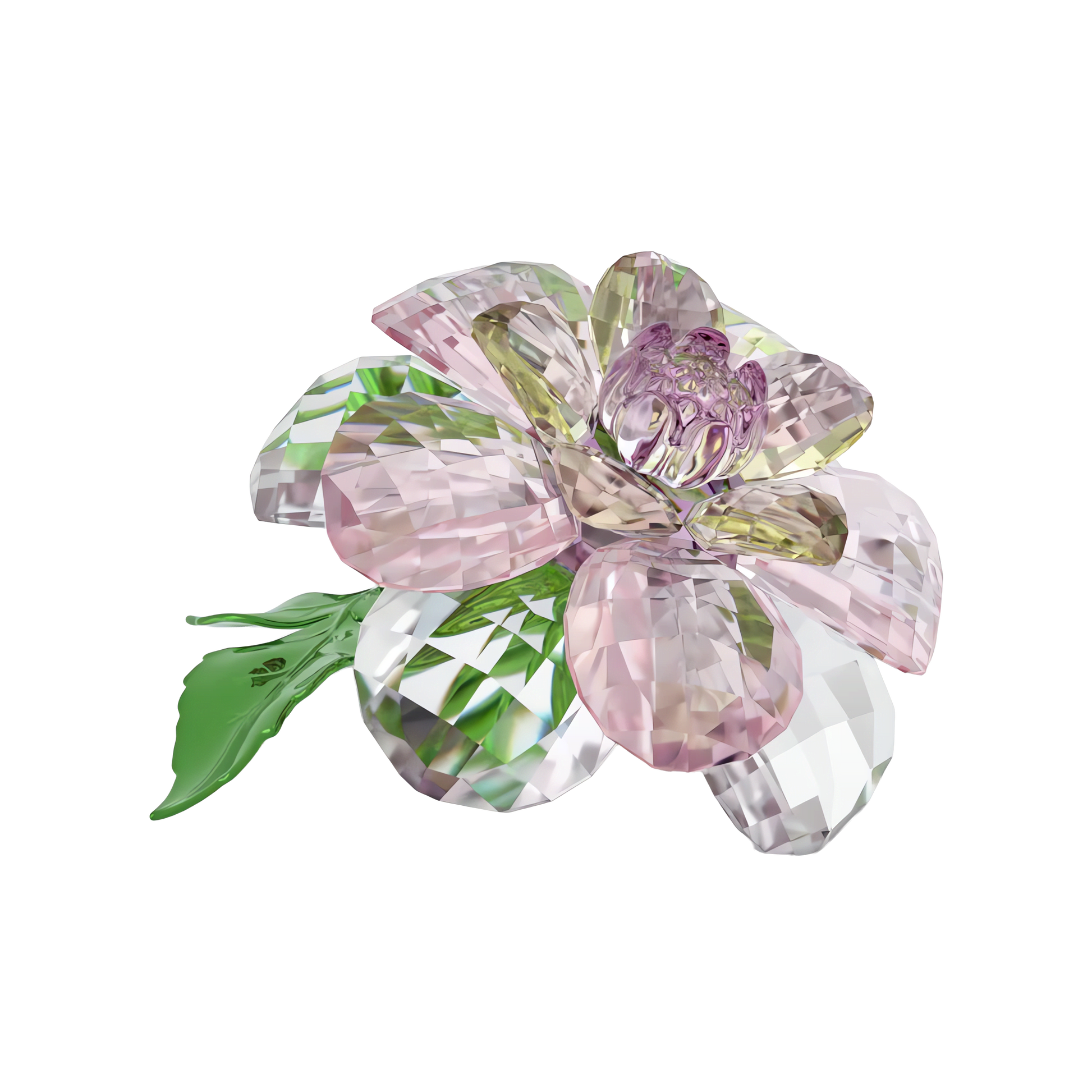 Florere Camellia