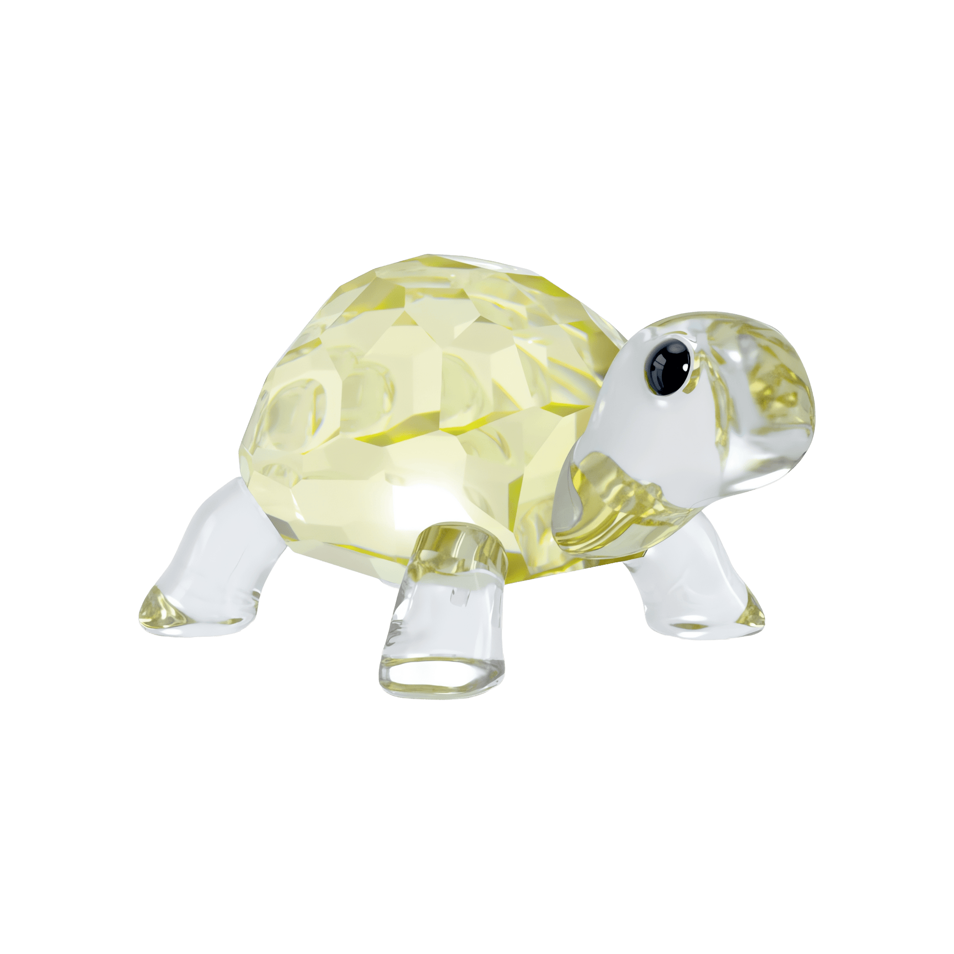 Idyllia Baby Tortoise